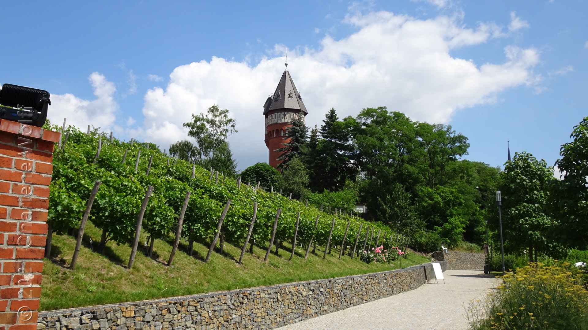 Weinberg in Burg bei Magdeburg